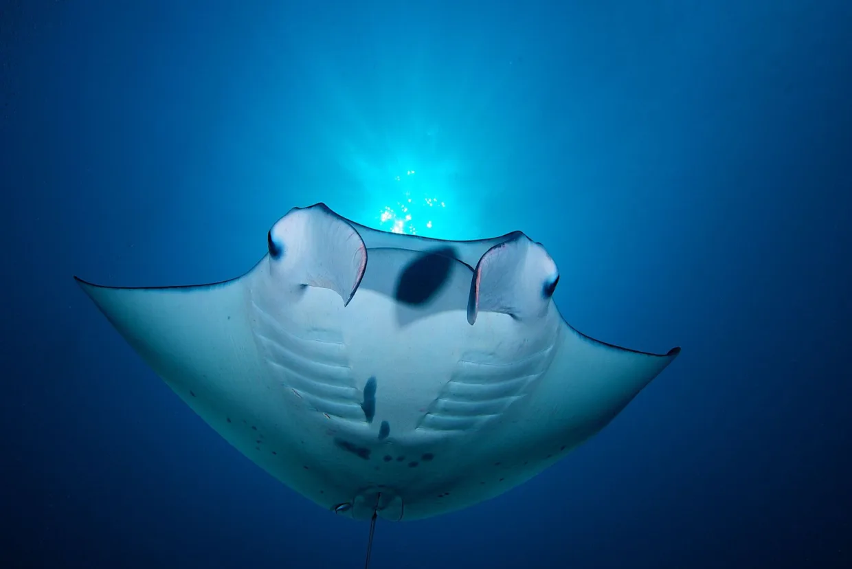 A manta ray in blue water above the reef