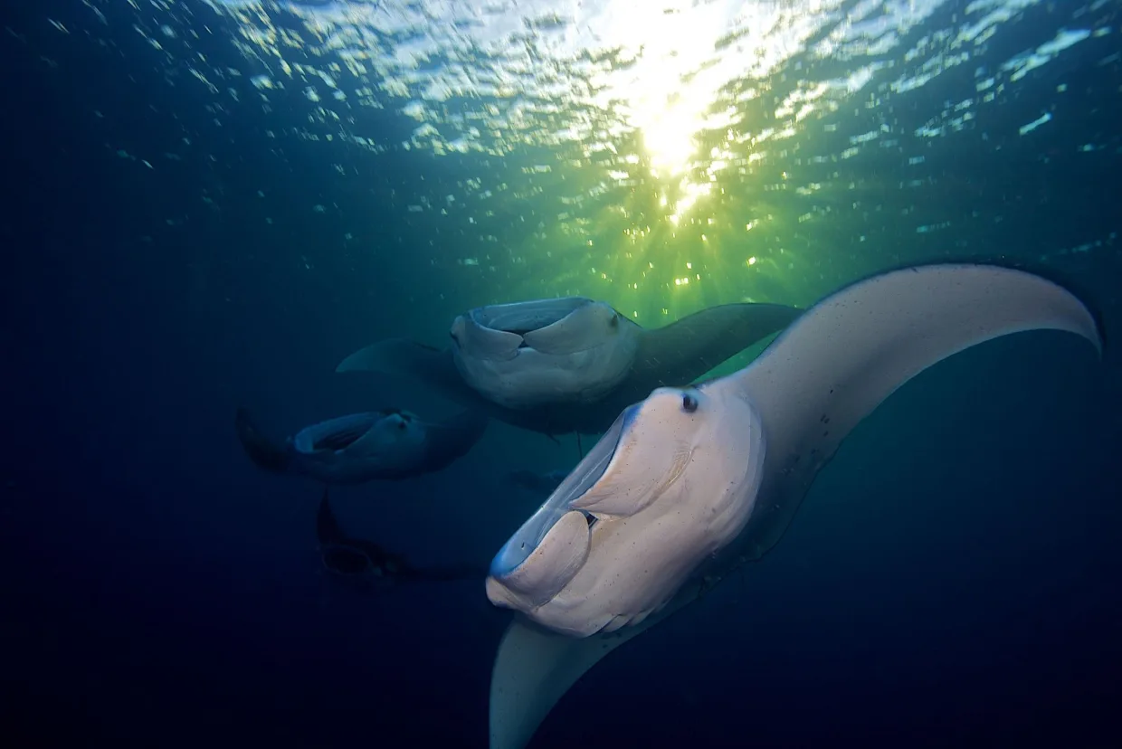 A manta ray gliding through shafts of sunlight