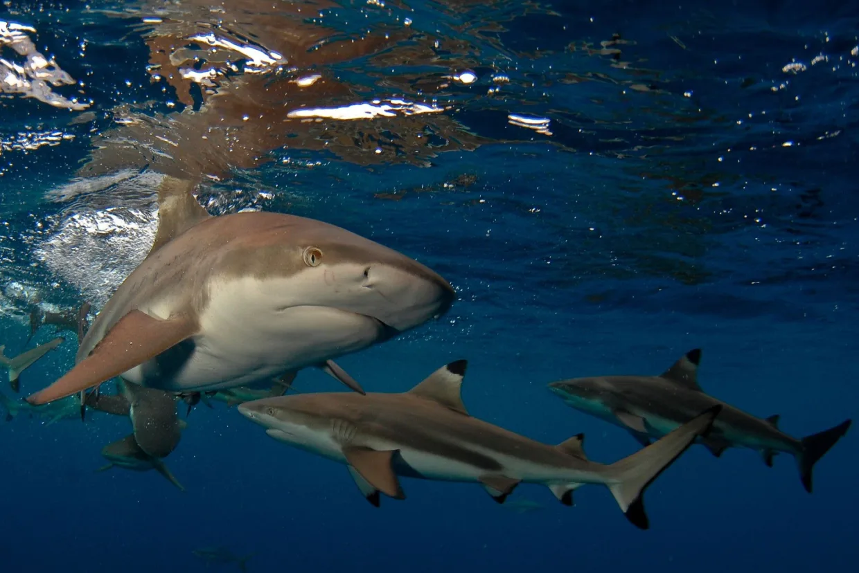 Grey reef and blacktip sharks in blue water