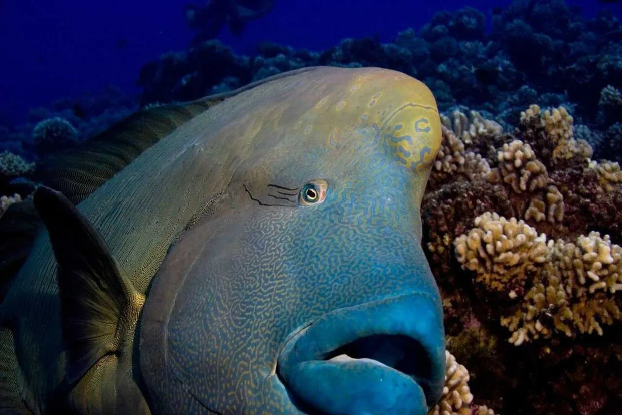Napoleon wrasse over coral, close up