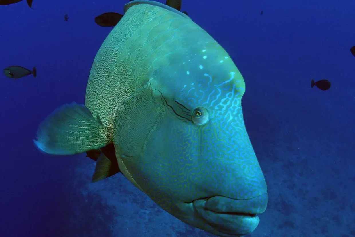 Napoleon wrasse in the blue
