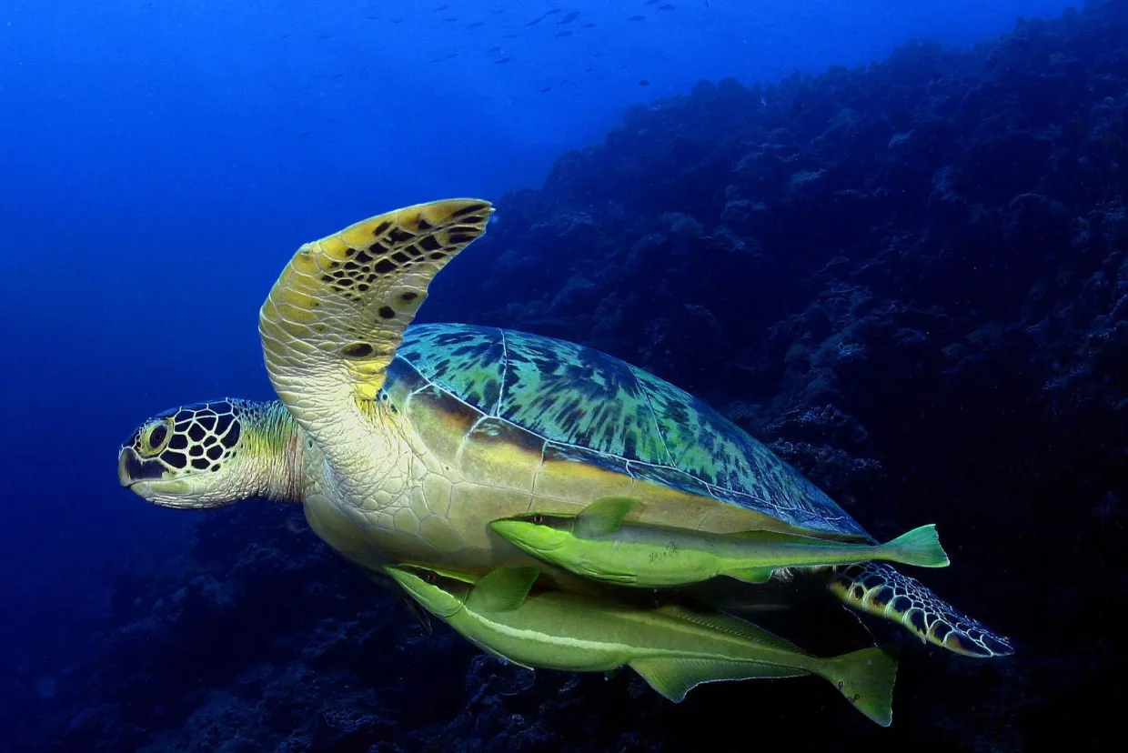 A sea turtle over a Palau reef