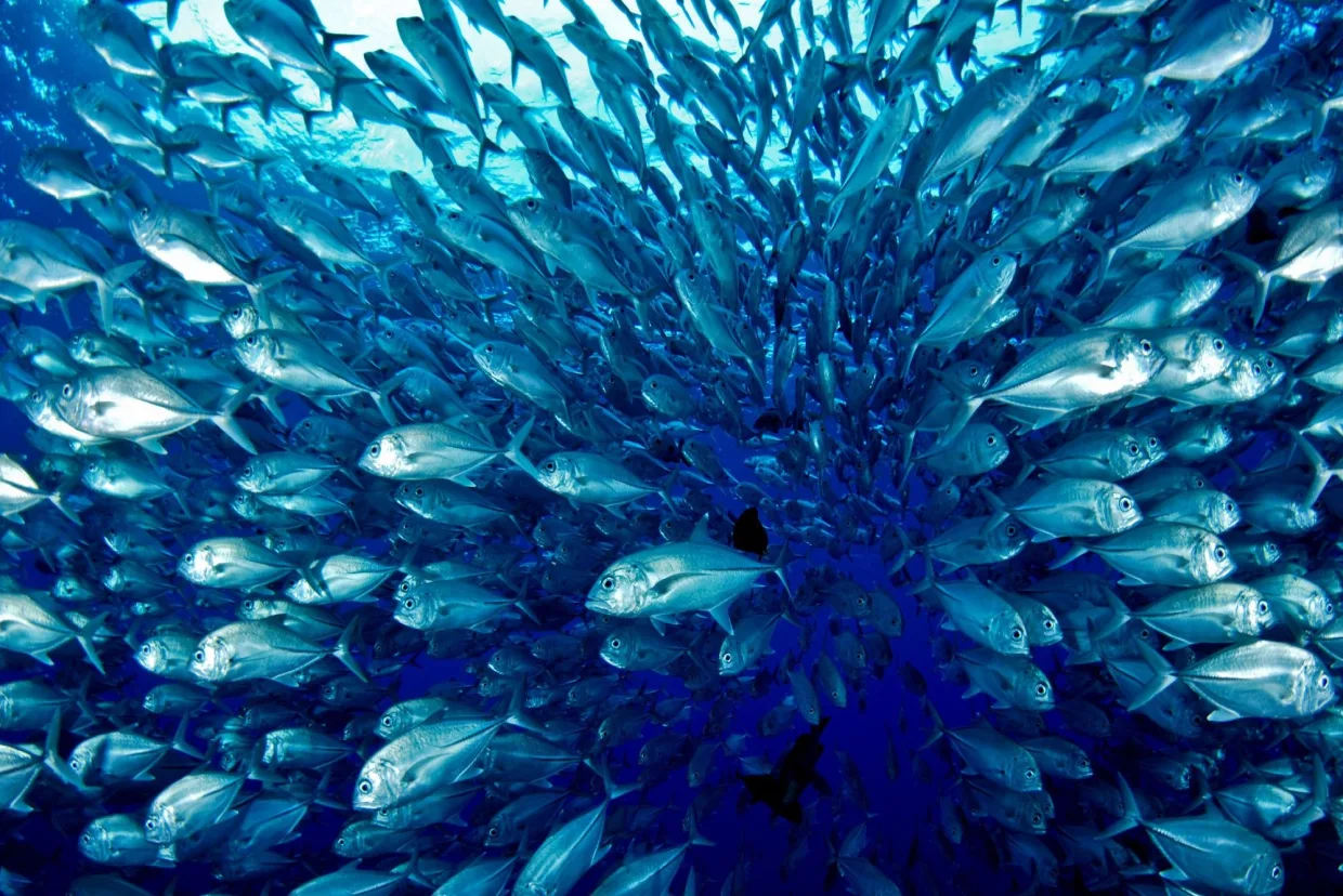 A dense bait ball of scad