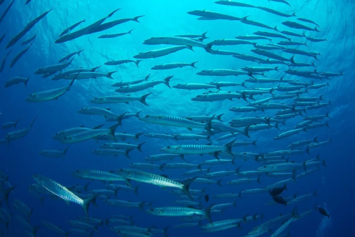 A school of fish over a Palau reef