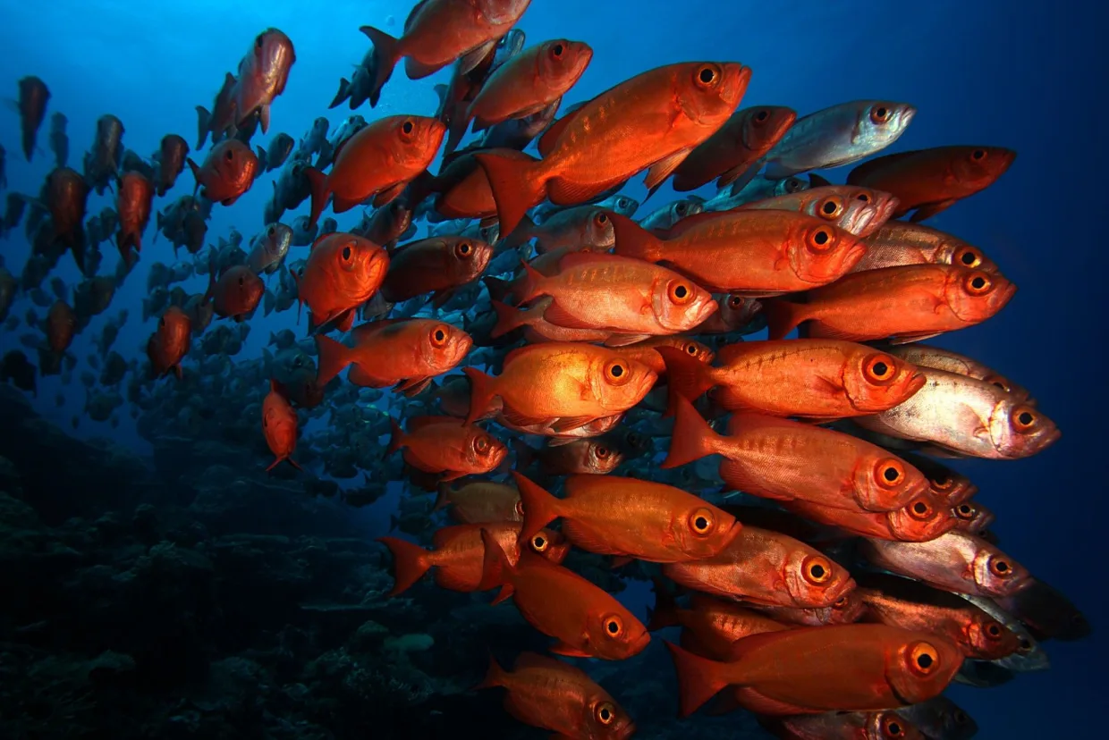 A school of soldierfish under the reef overhang