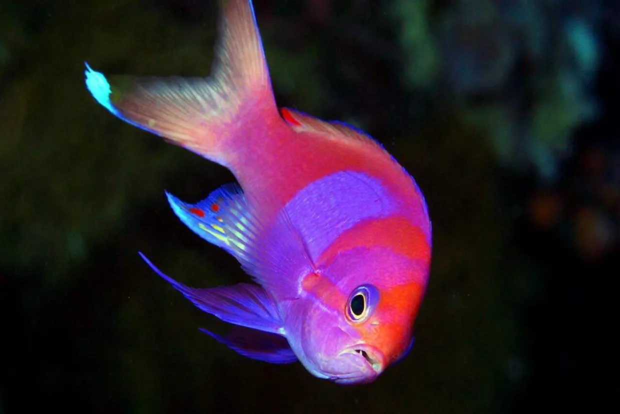 An anthias against a dark reef