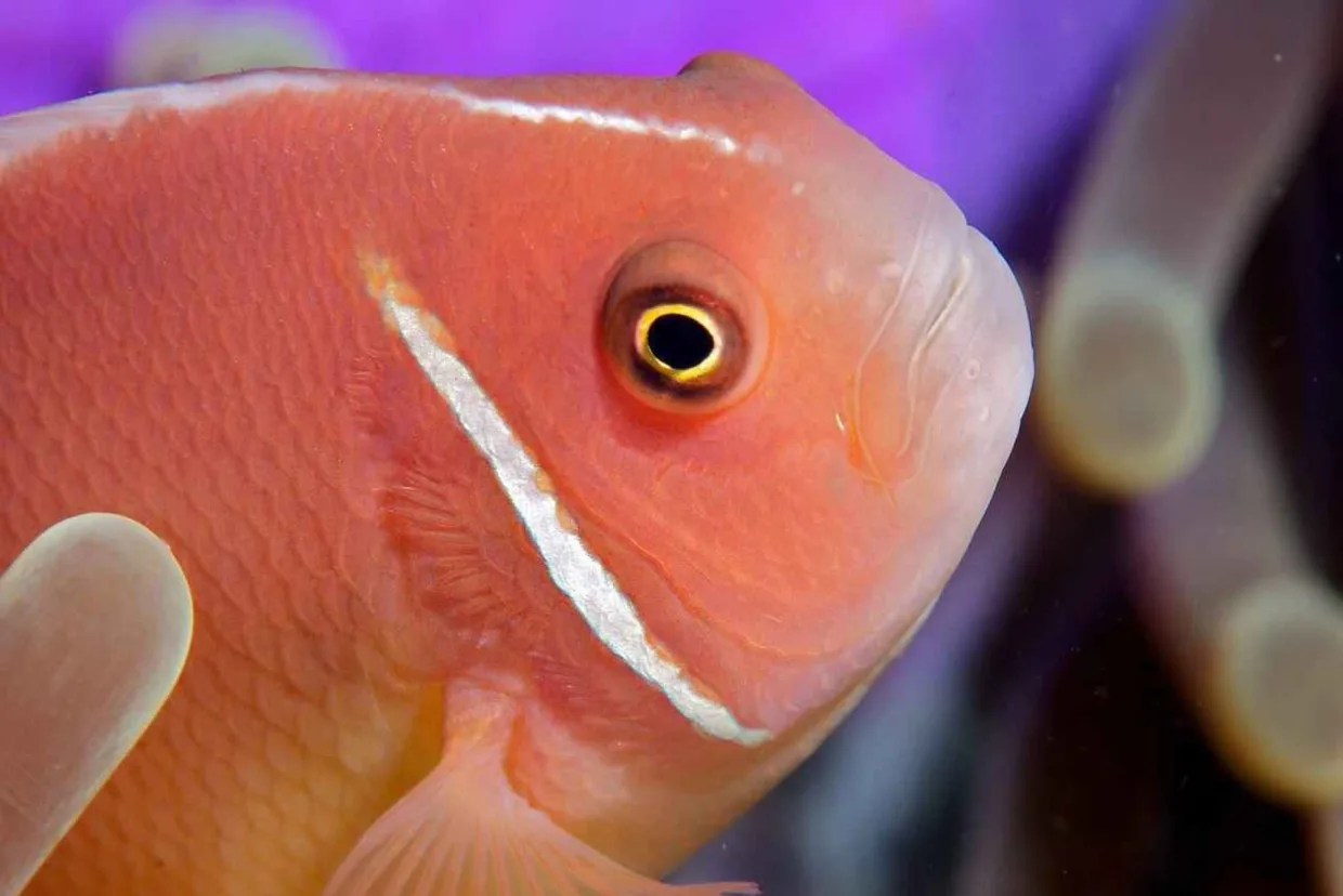 A pink anemonefish in its anemone
