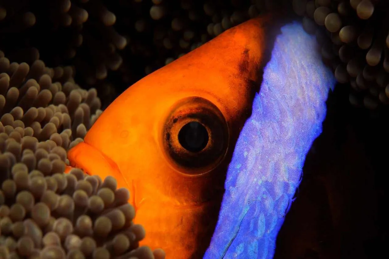 An orange clownfish among anemone tentacles