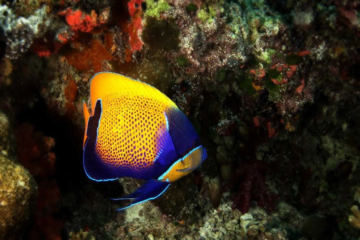 A blue-girdled angelfish on the reef