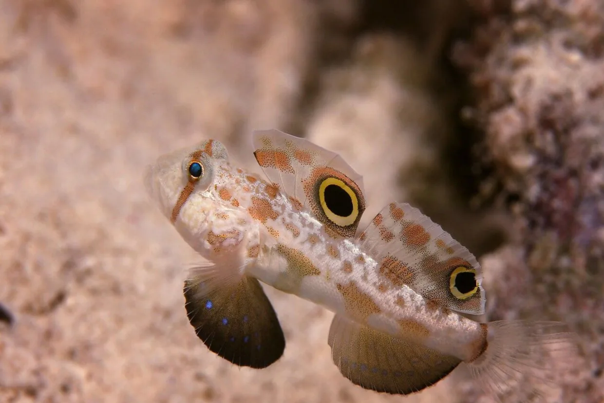 A pair of gobies on the sandy bottom