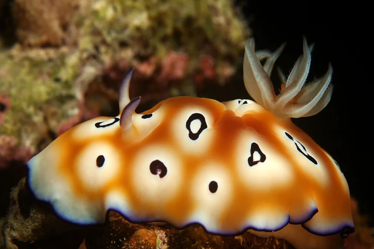 A nudibranch on the reef