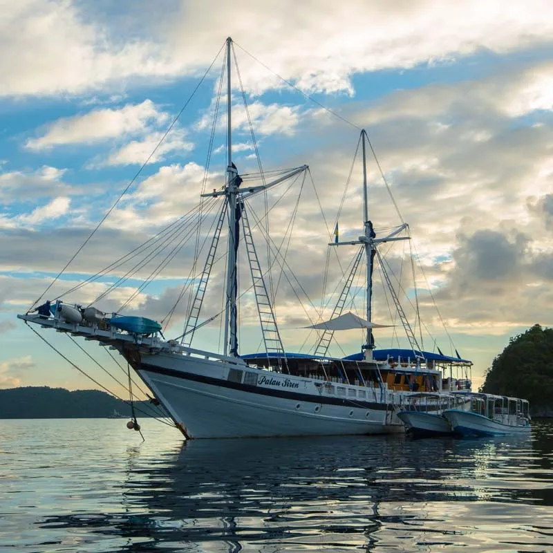 Palau Siren — фото 15, дайвинг Палау