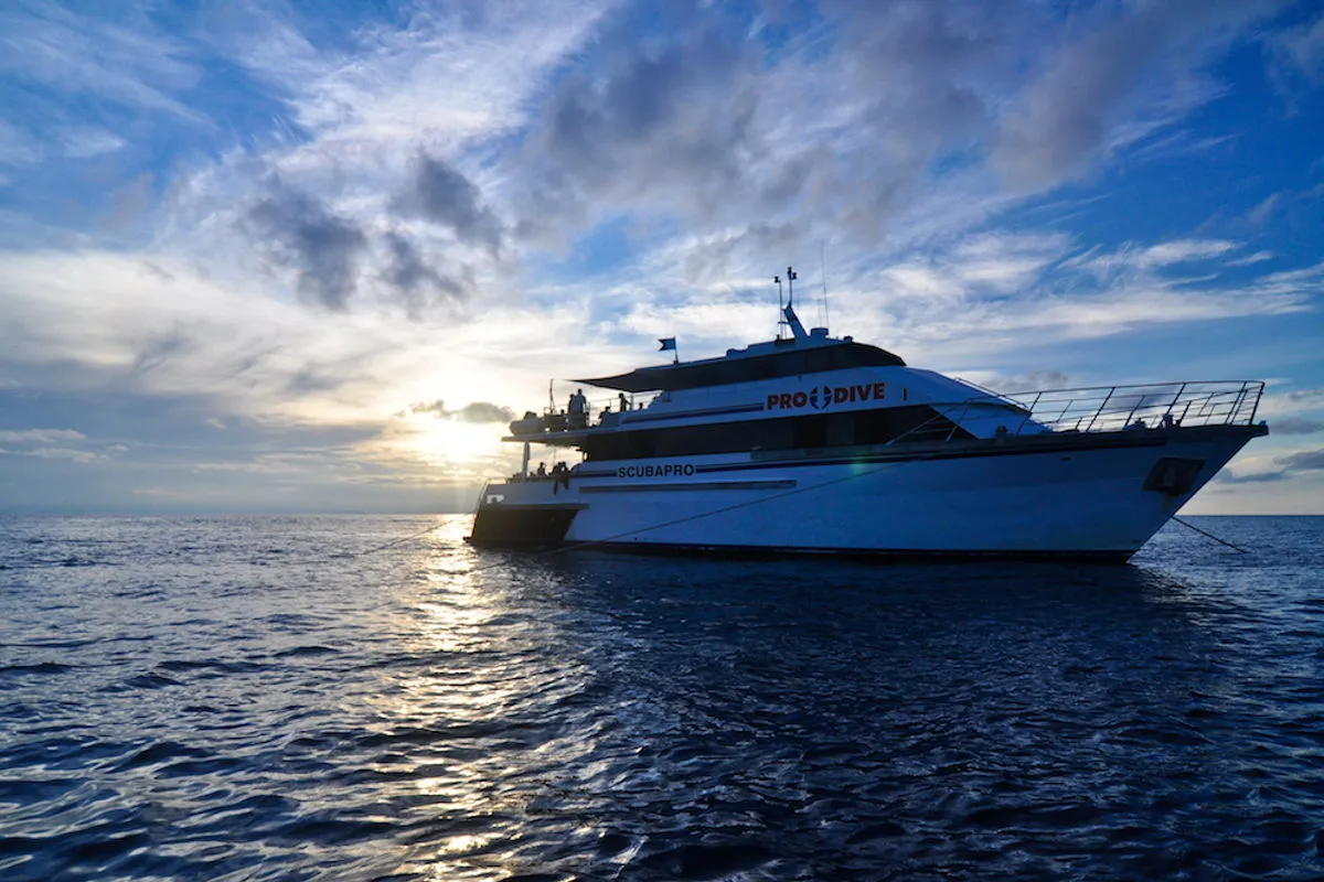 Pro Dive Cairns — фото 8, дайвинг Австралия