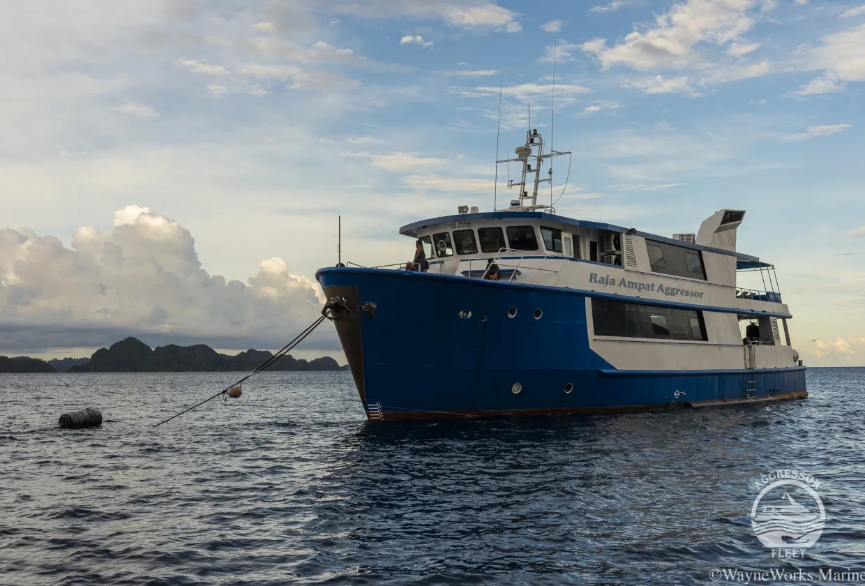 Raja Ampat Aggressor — фото 13, дайвинг Индонезия