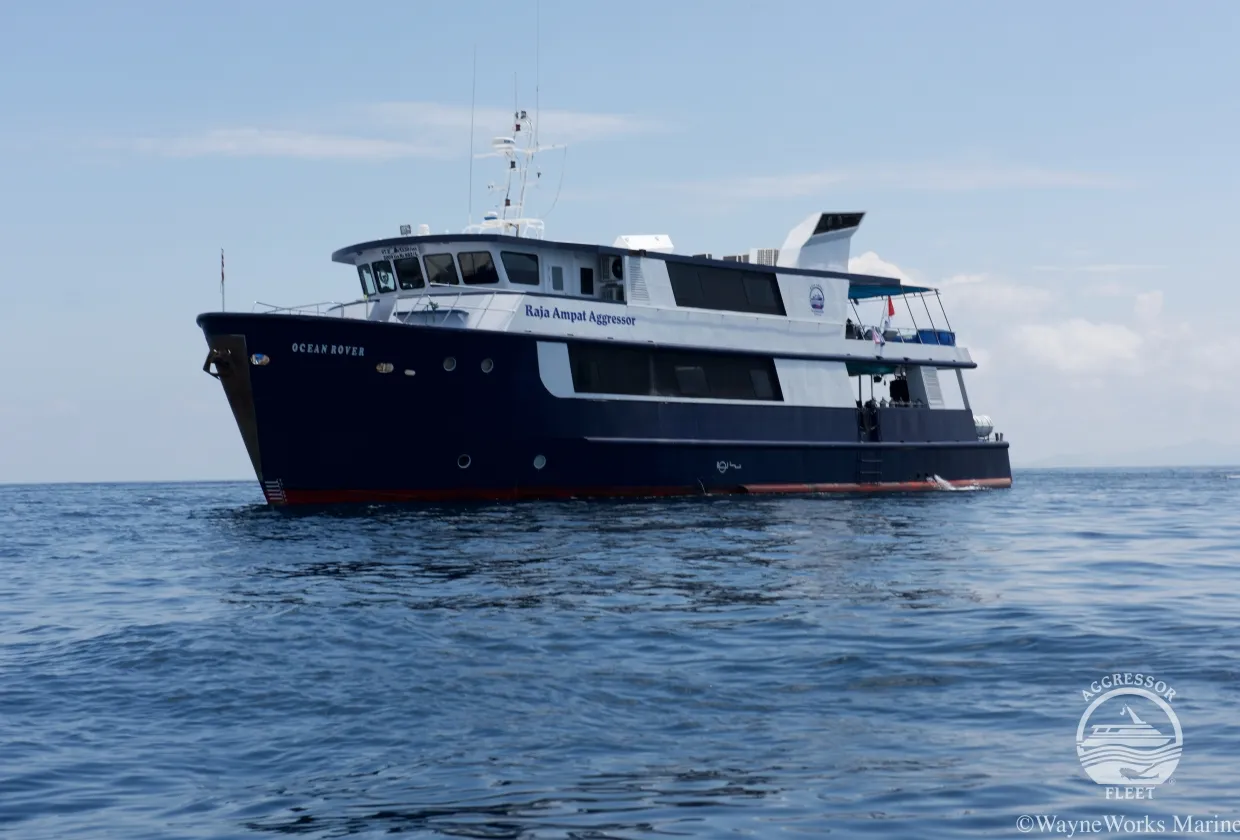 Raja Ampat Aggressor — фото 25, дайвинг Индонезия