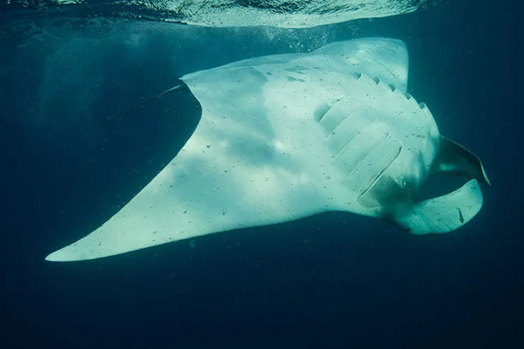 Oceanic manta gliding over divers at the Revillagigedo Islands