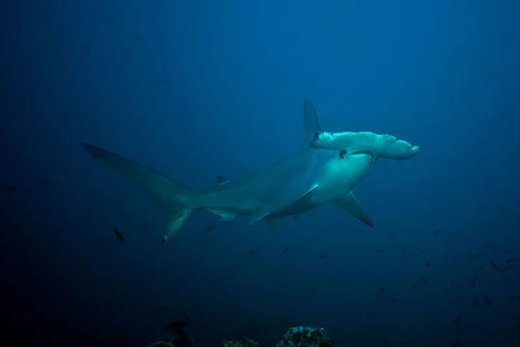 Hammerhead shark in the blue off Roca Partida