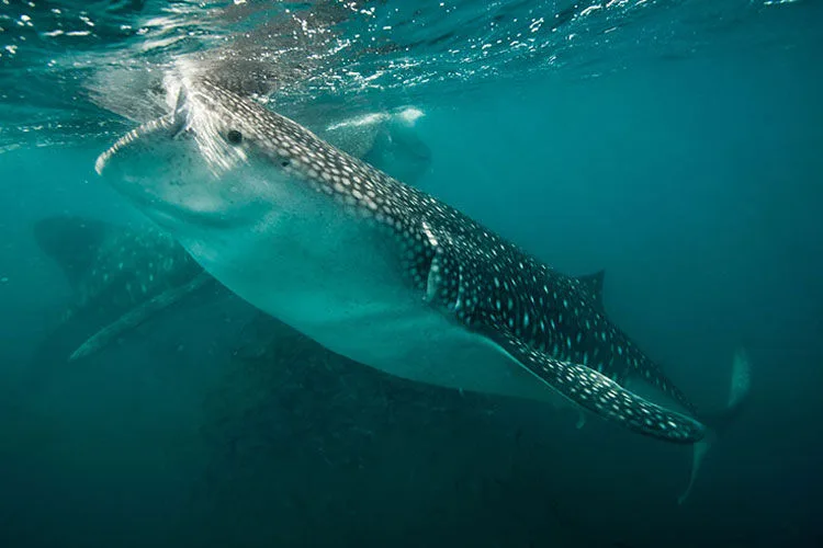 Whale shark near the surface in the Sea of Cortez