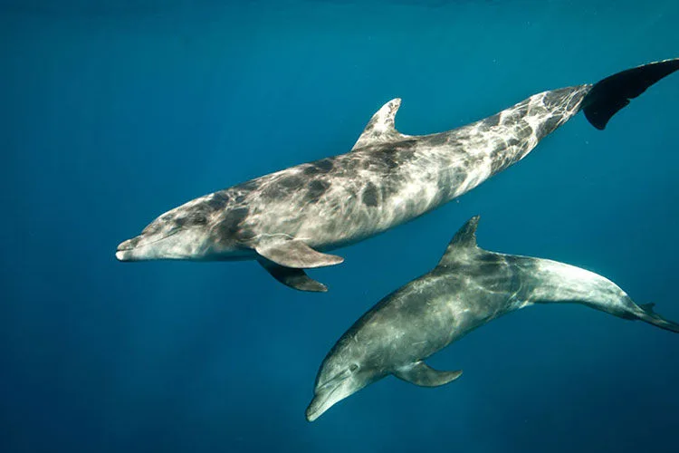 A pair of dolphins approaching divers at Socorro