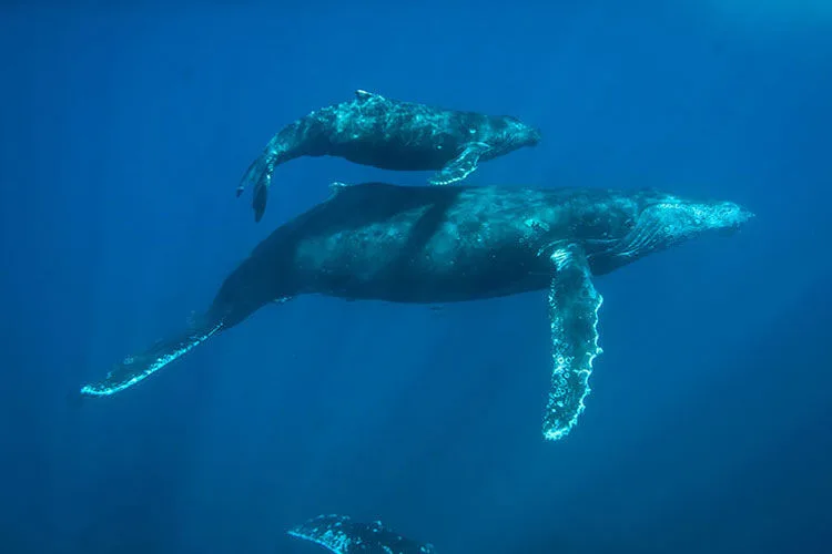 Humpback whales at the Revillagigedo Archipelago in winter