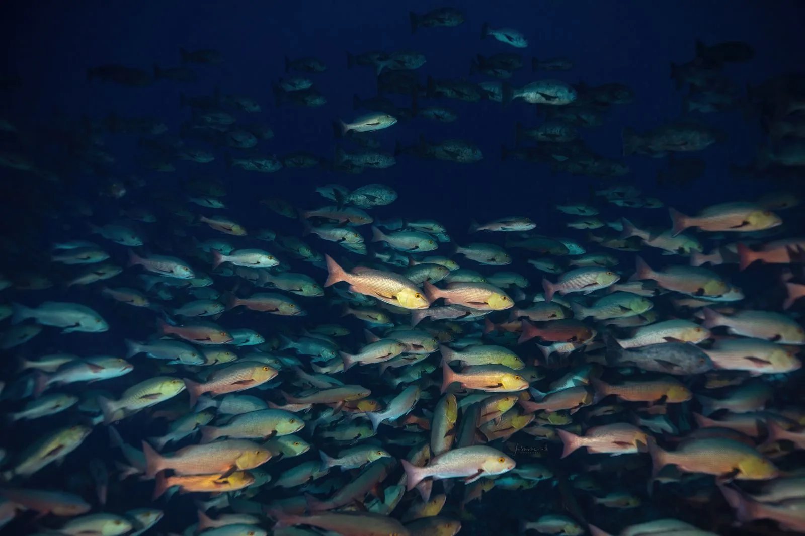 A school of snappers on a Palau reef