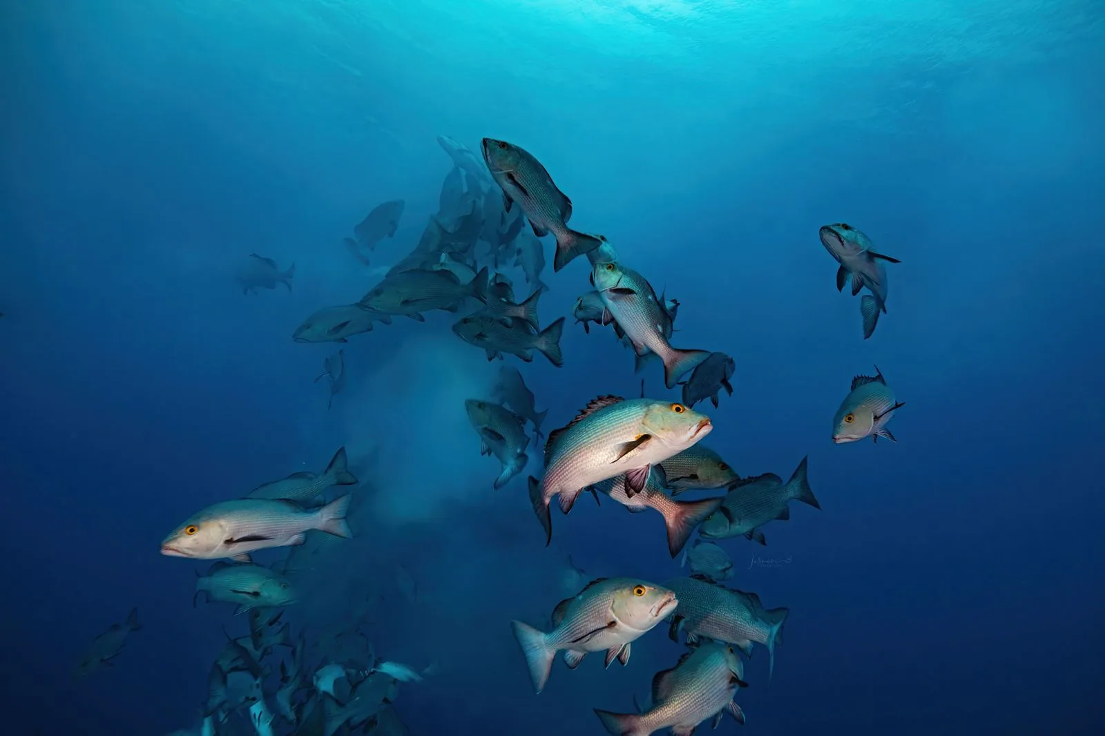 Schooling fish in the blue water of Palau