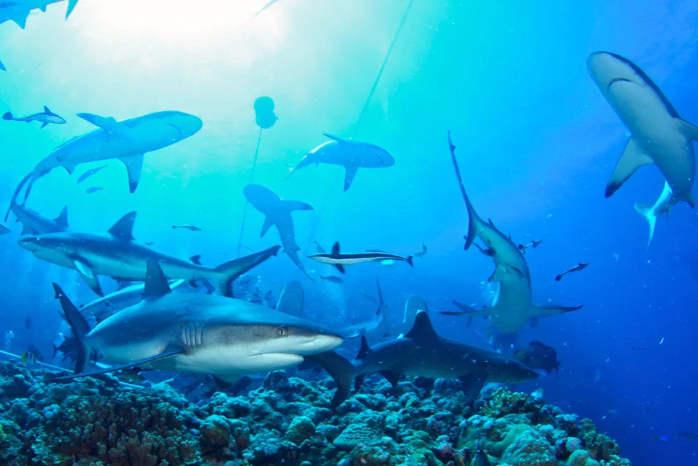 Grey reef sharks at North Horn on Osprey Reef