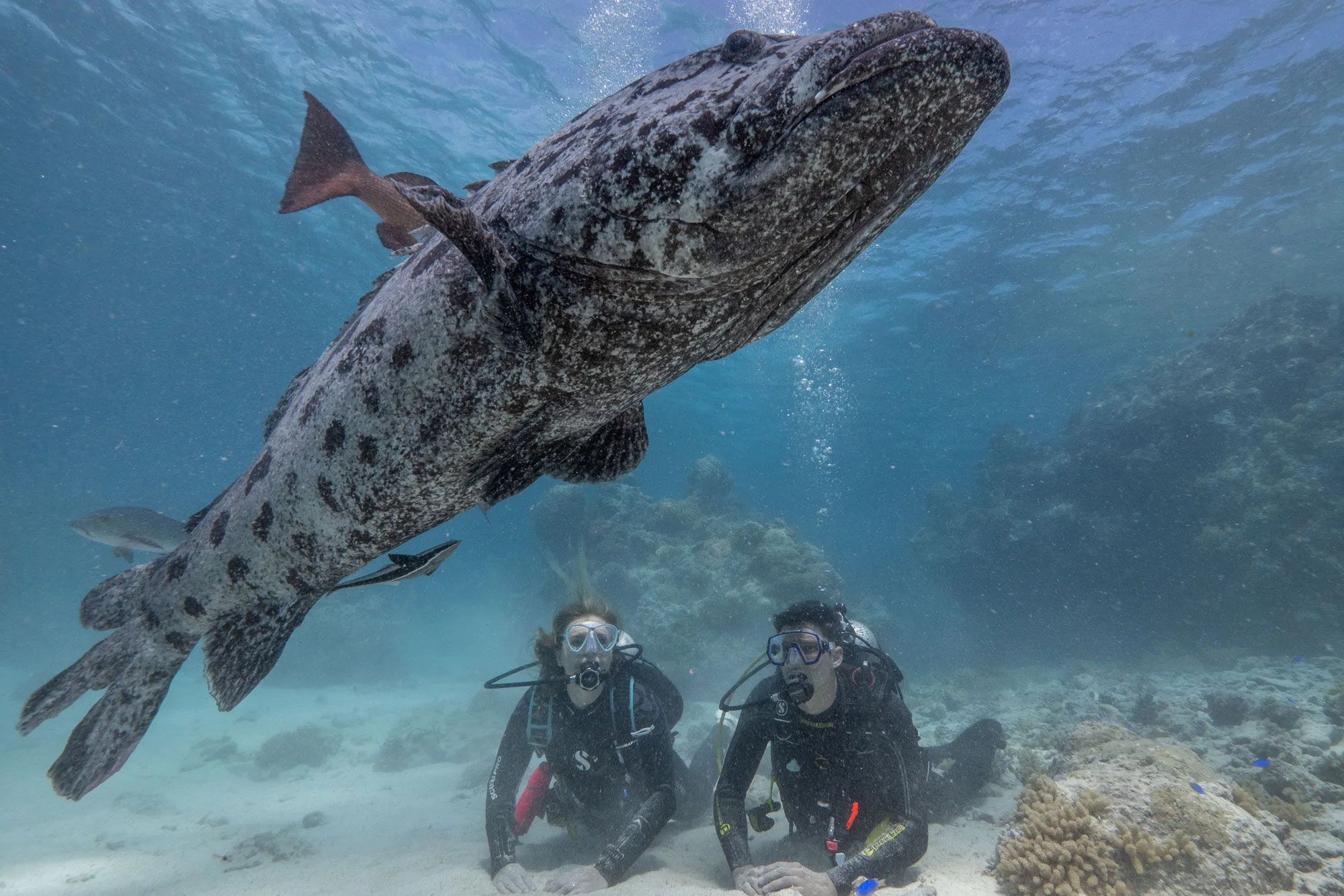 A potato cod at the Cod Hole alongside two divers
