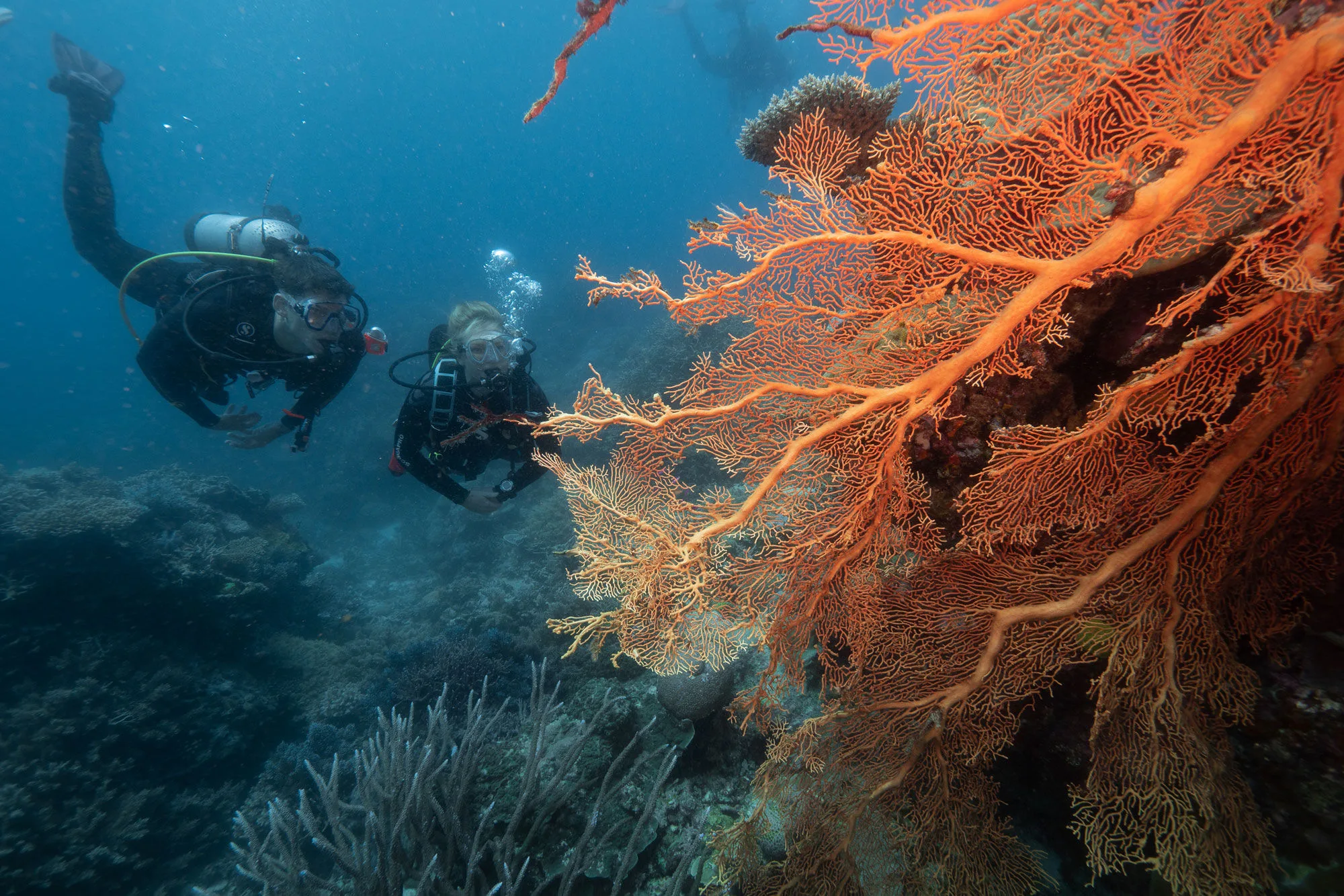 Divers beside an orange gorgonian fan on the reef wall