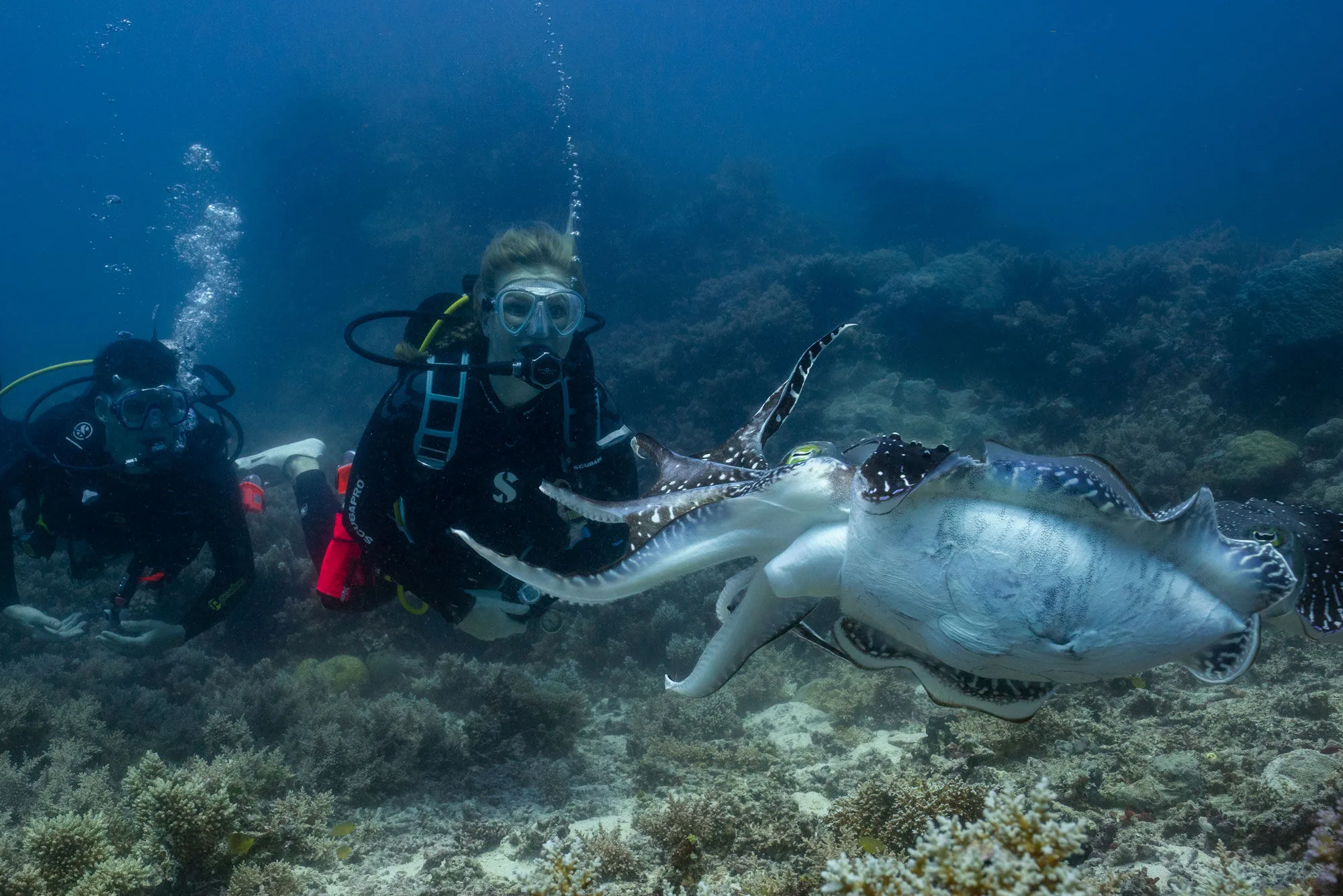 A diver watching a cuttlefish on the reef