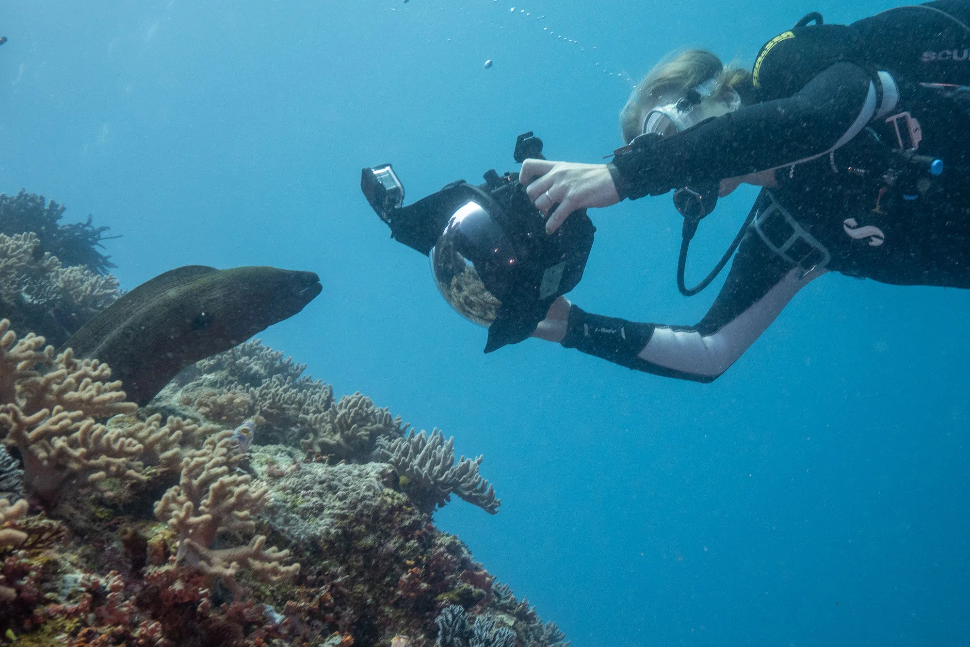 An underwater photographer working over a coral garden