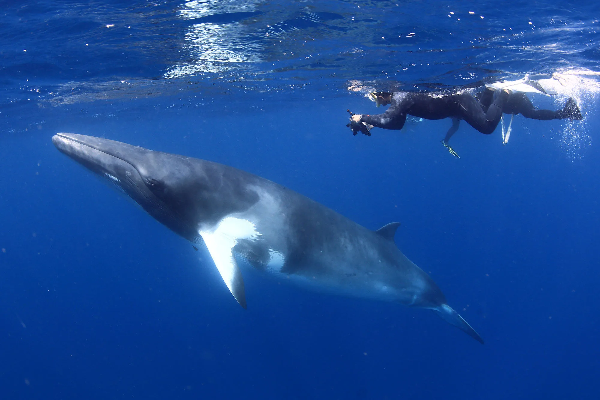 A minke whale at the surface beside a snorkeller