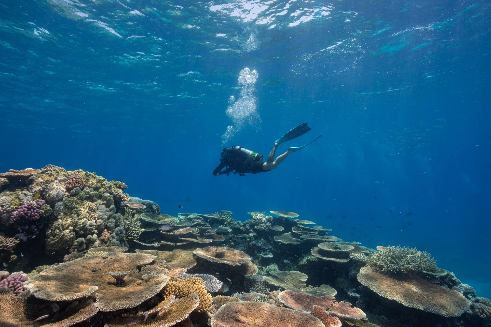 A diver above a hard coral garden on the Ribbon Reefs