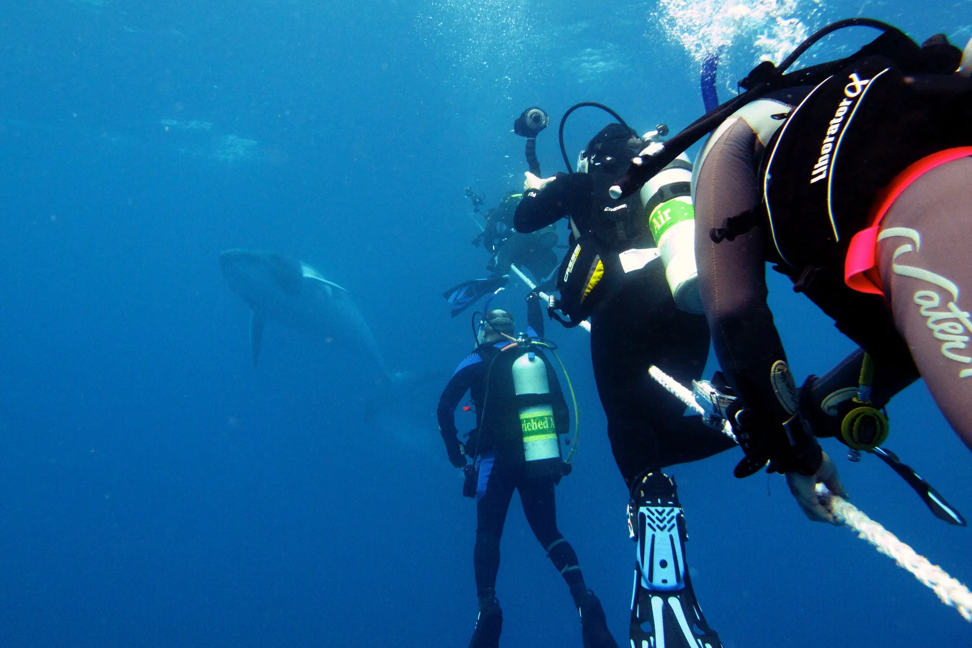A dwarf minke whale beside an underwater photographer
