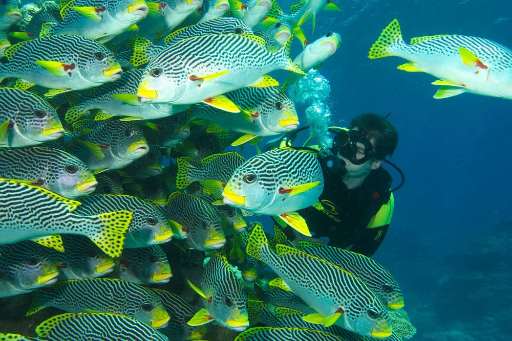 A diver and a school of yellow-banded sweetlips