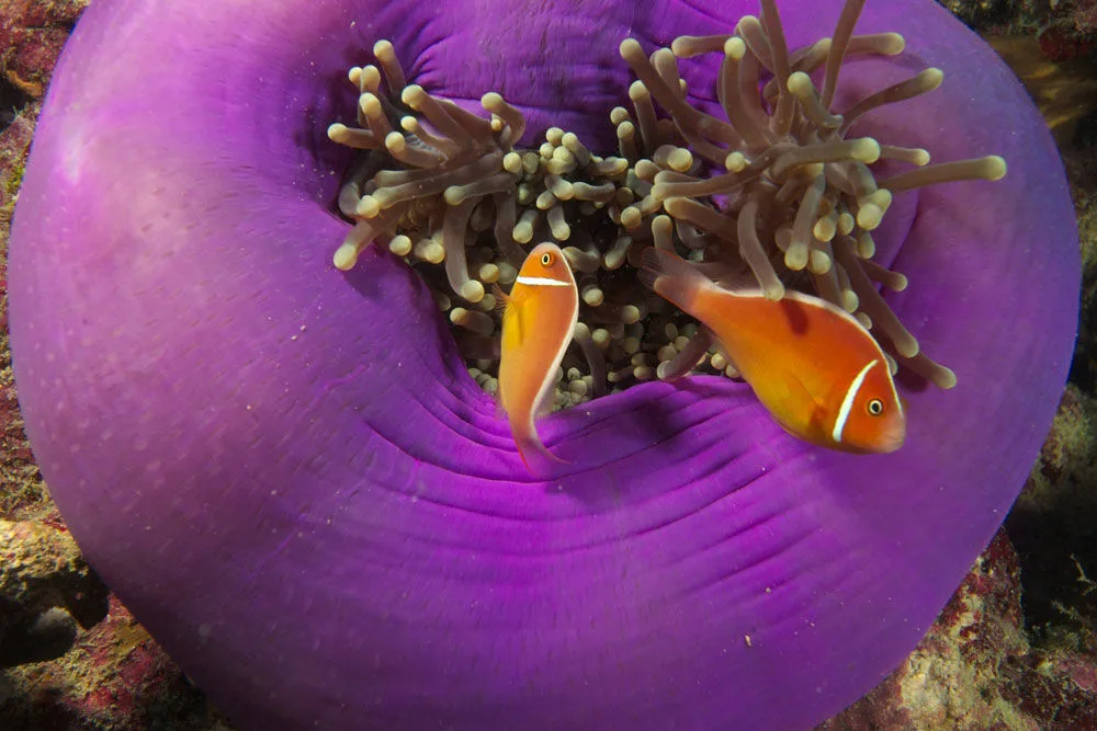 Anemonefish in a purple anemone