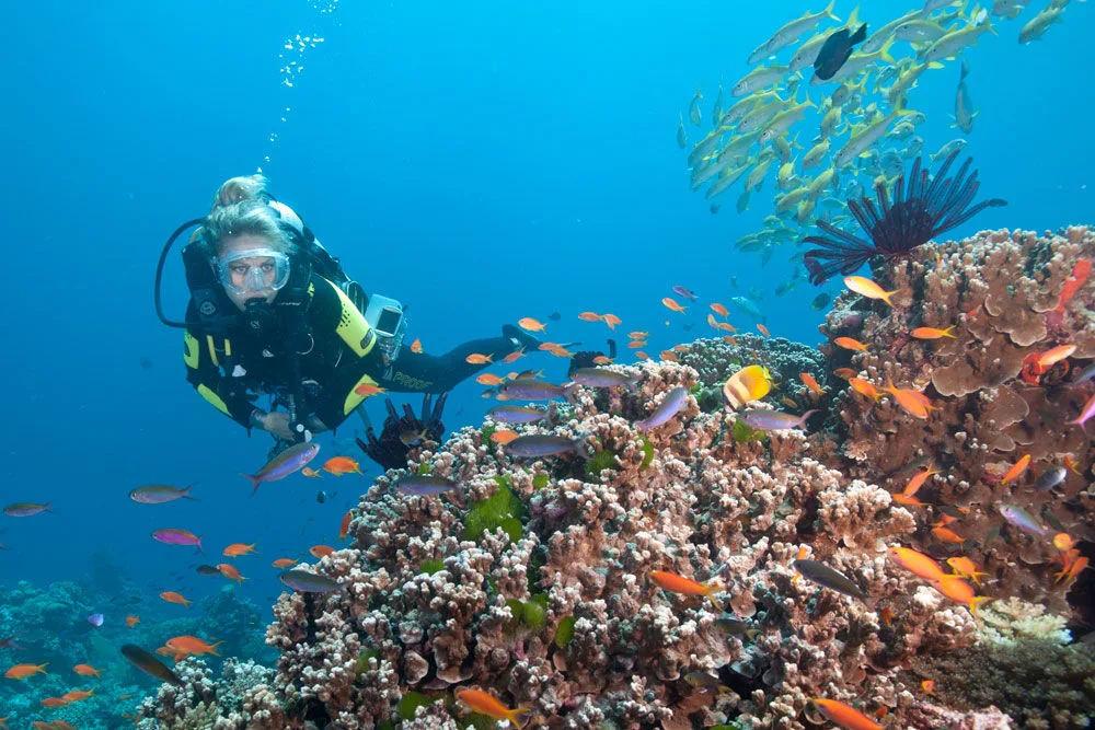 A diver at Steve's Bommie in a cloud of reef fish