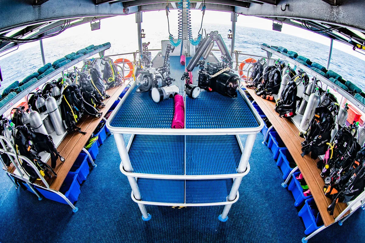 Spoilsport — фото 12, дайвинг Австралия