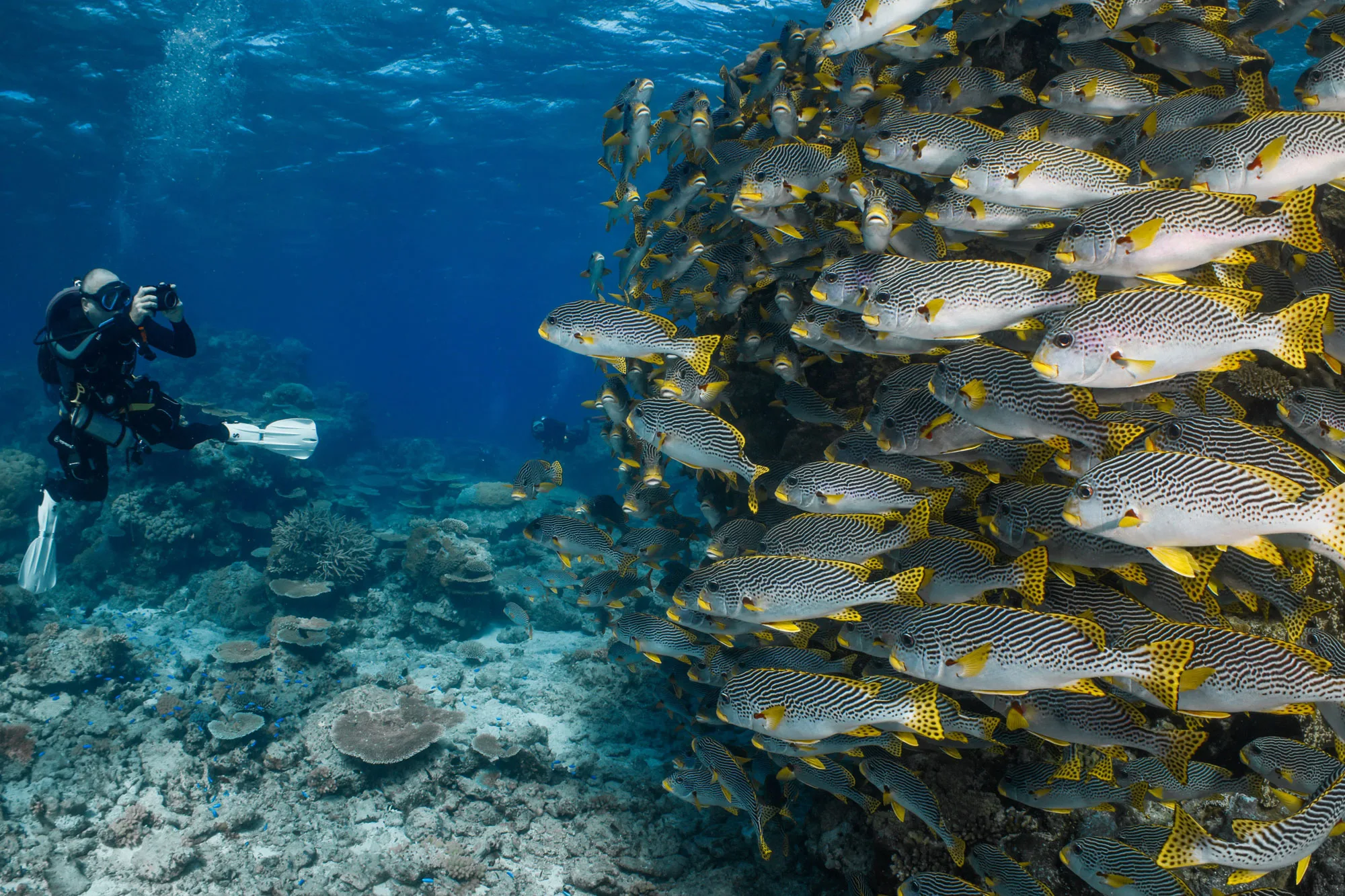 A diver inside a school of yellow-striped snapper by the reef