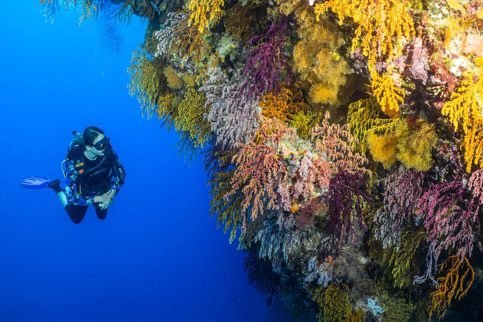 A diver along a wall covered in Coral Sea soft corals