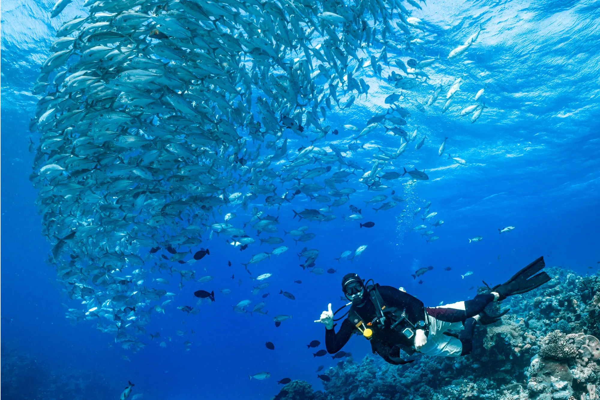 A diver inside a dense bait ball