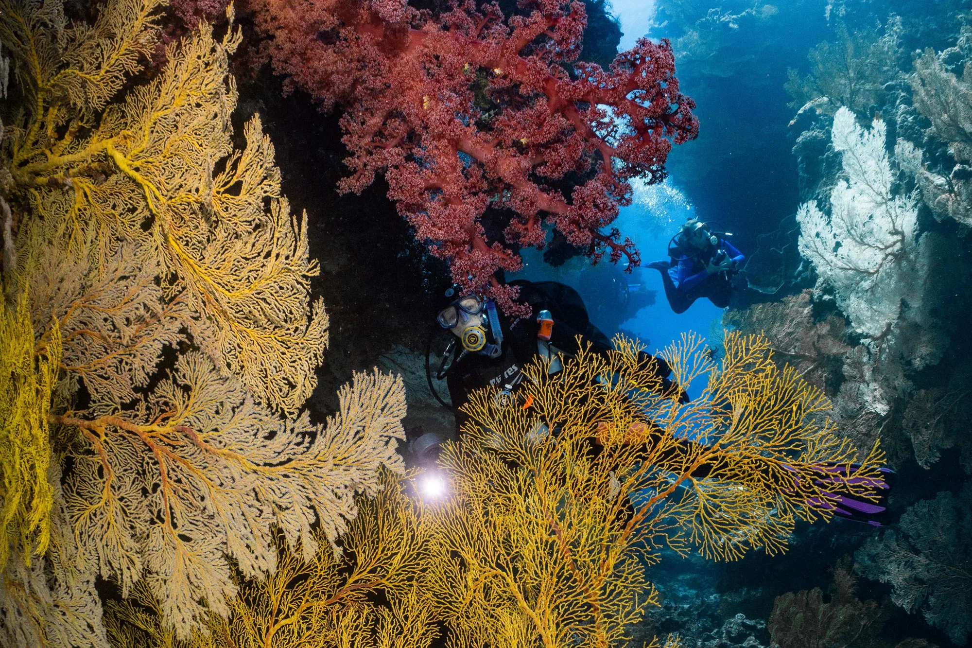 Soft corals and gorgonian fans on a Coral Sea reef