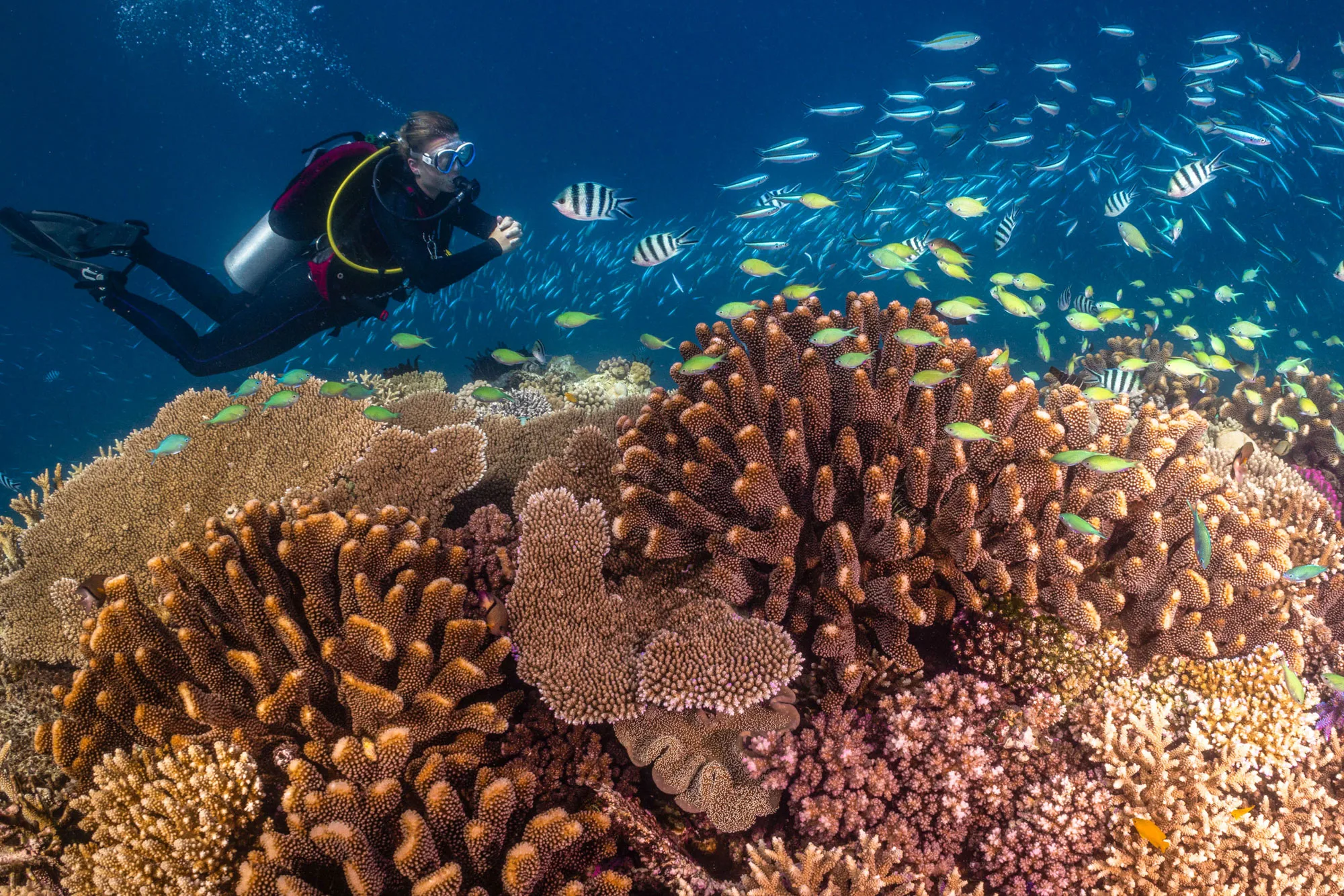 A diver above a Great Barrier Reef coral garden