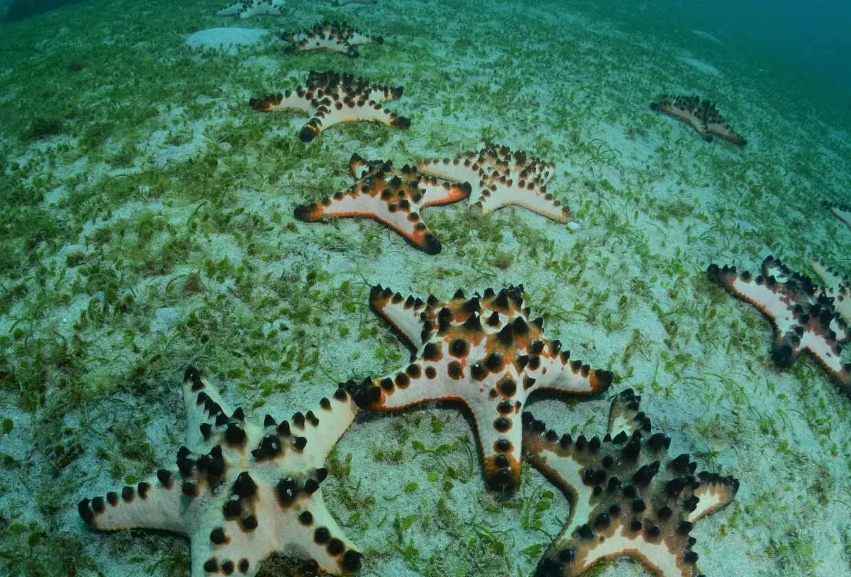 Stella Maris Explorer