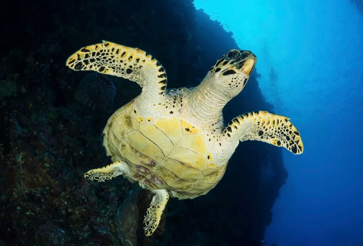 Stella Maris Explorer