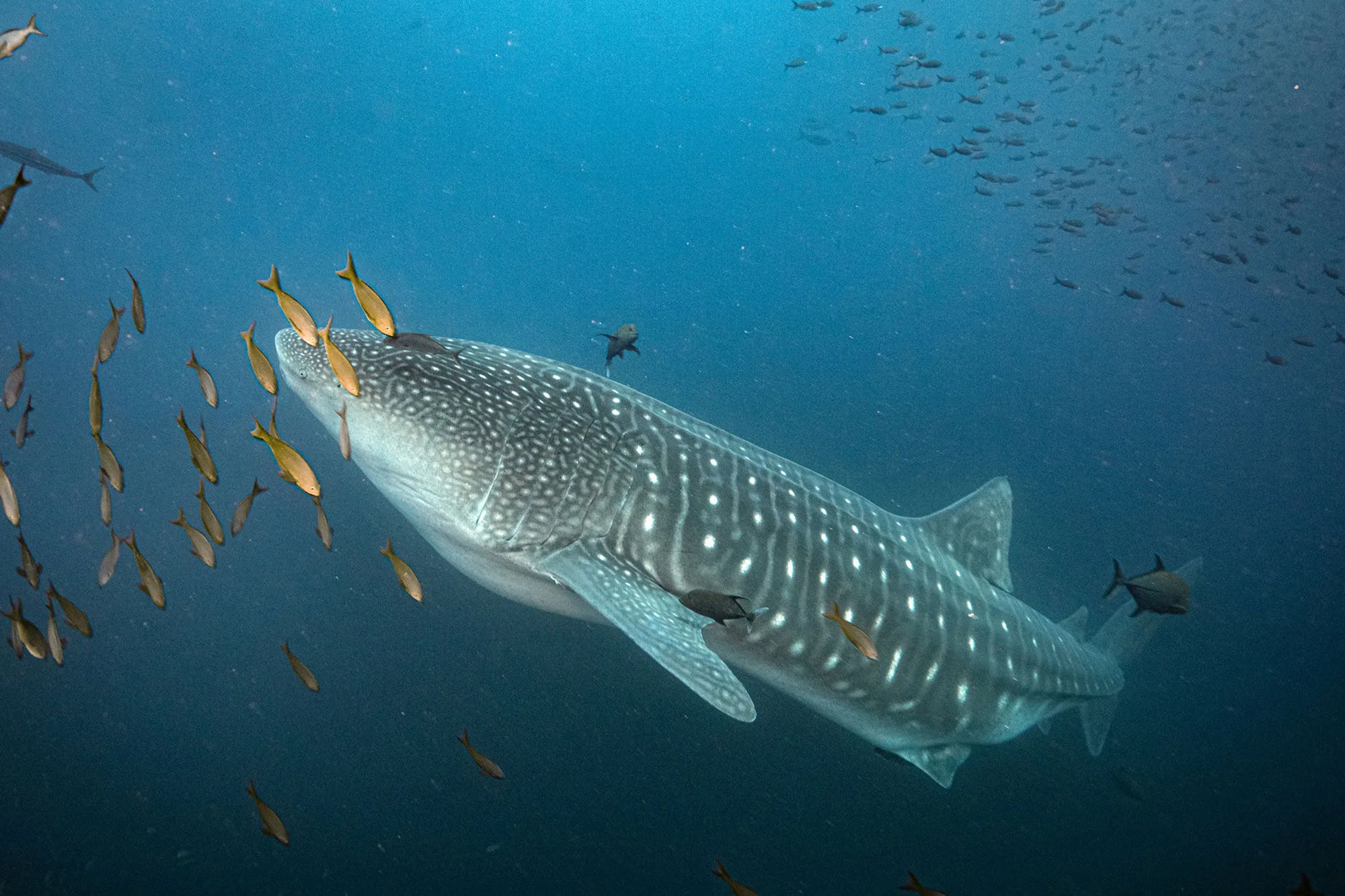 Whale shark at a Galapagos dive site