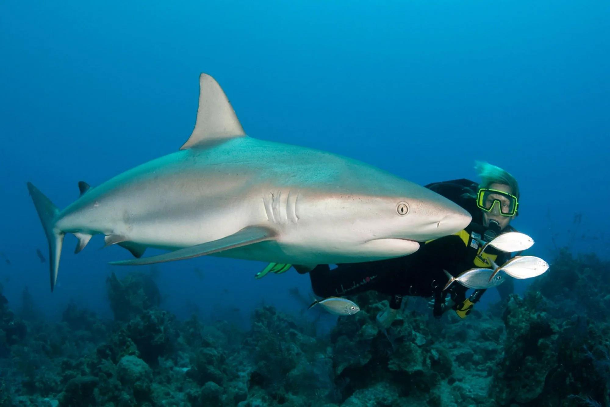 Caribbean reef shark passing an underwater photographer
