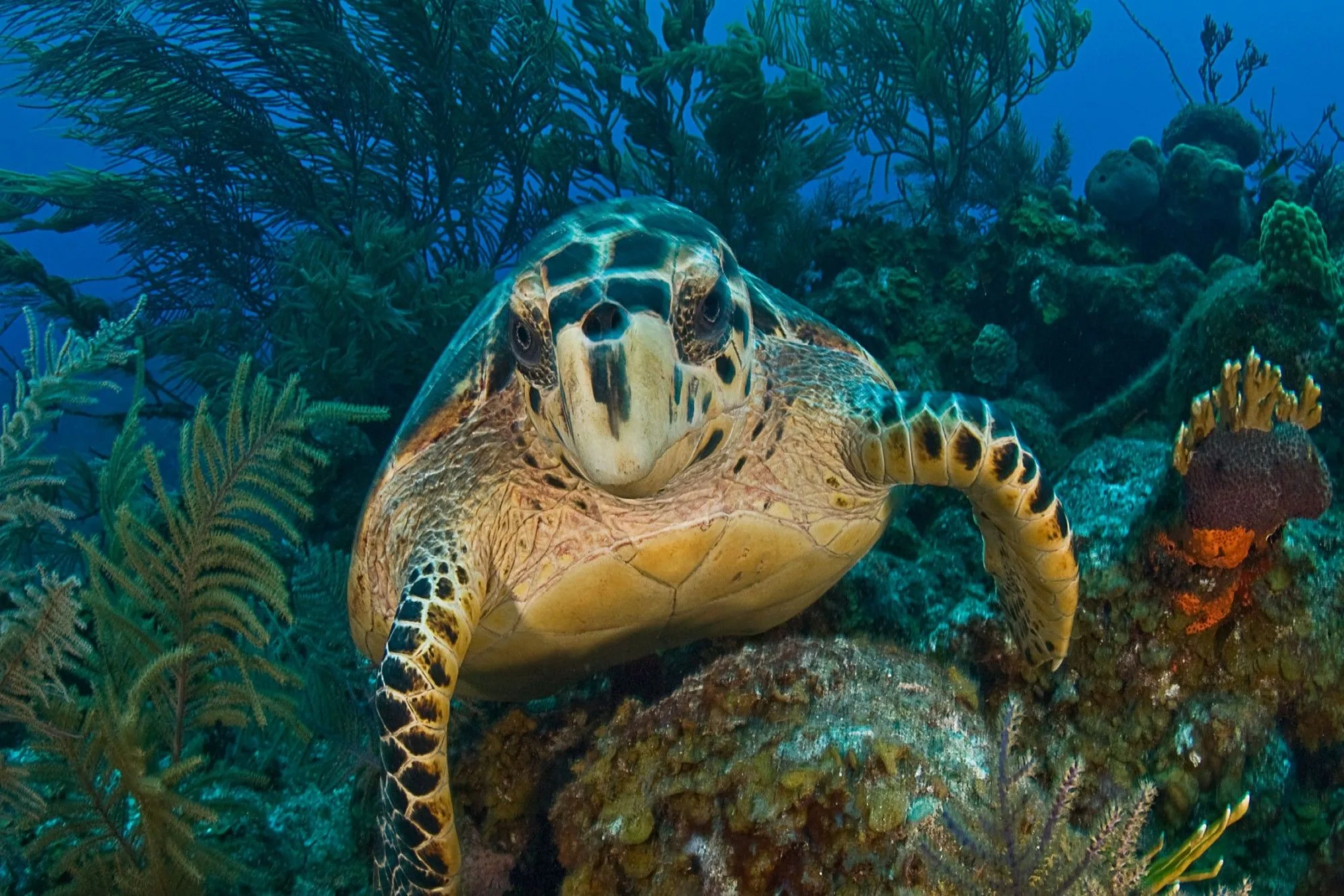 Hawksbill turtle on a Turks and Caicos reef among gorgonians