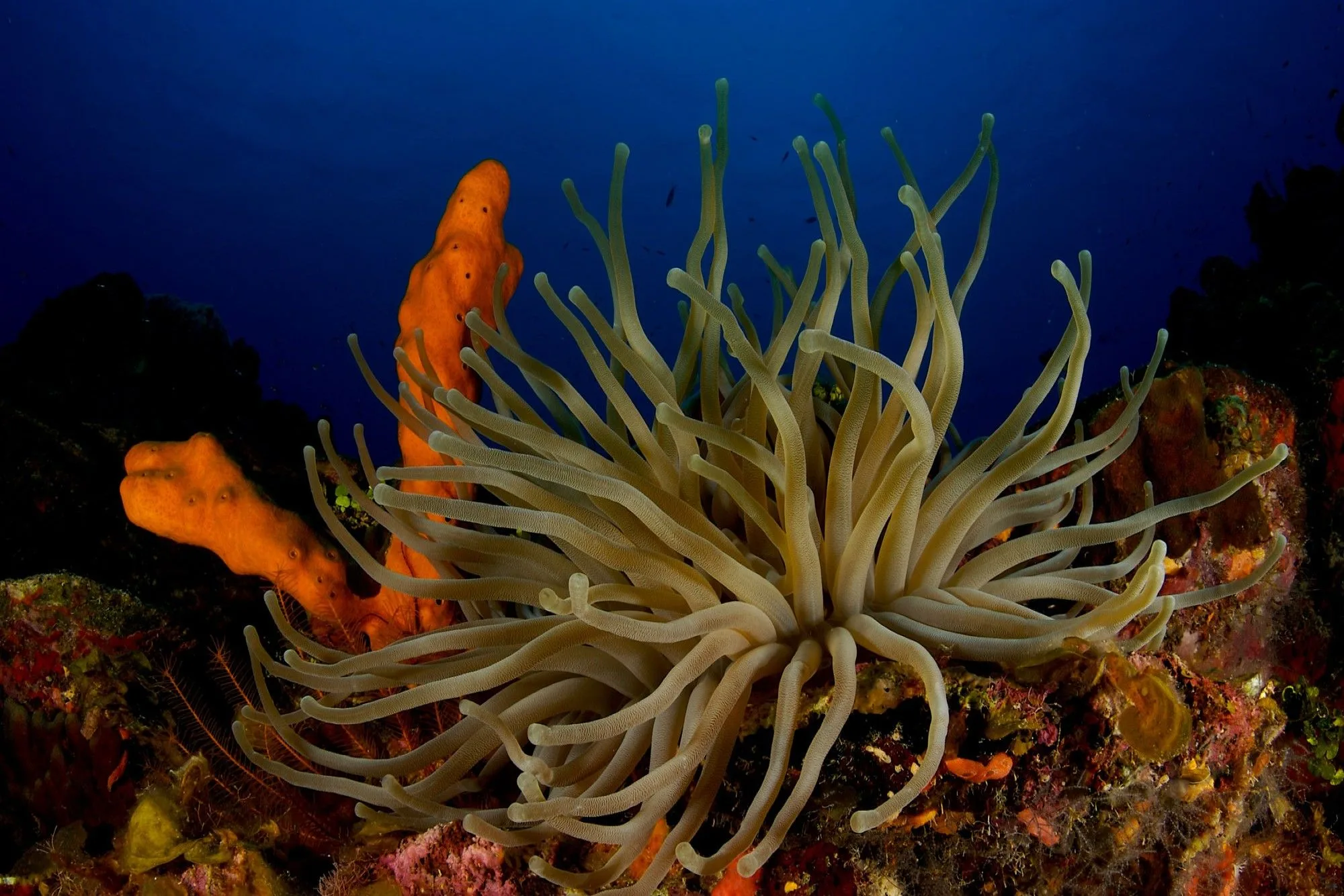 Large anemone and orange sponges on the reef wall
