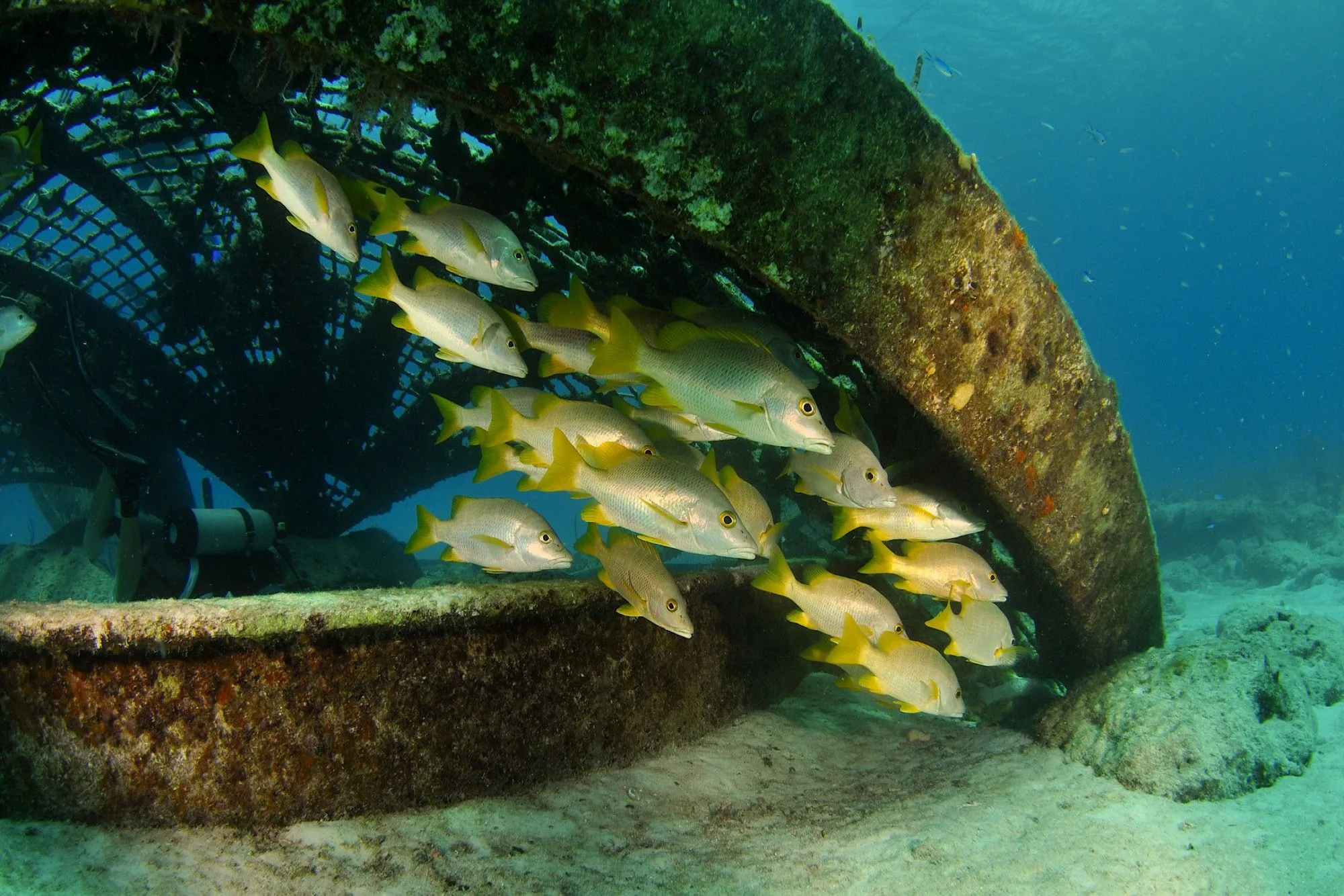 School of yellow snapper sheltering under a wreck